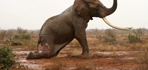 Elephants Dying in a Spate of Cyanide Poisonings in Zimbabwe